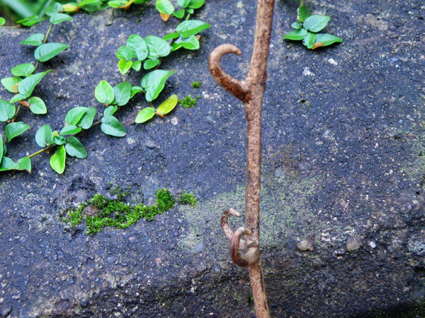 13-05台灣鉤藤.JPG 13-05台灣鉤藤.JPG