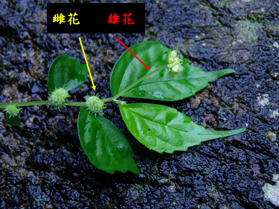 18-01糙梗樓梯草 .bmp 18-01糙梗樓梯草 .bmp