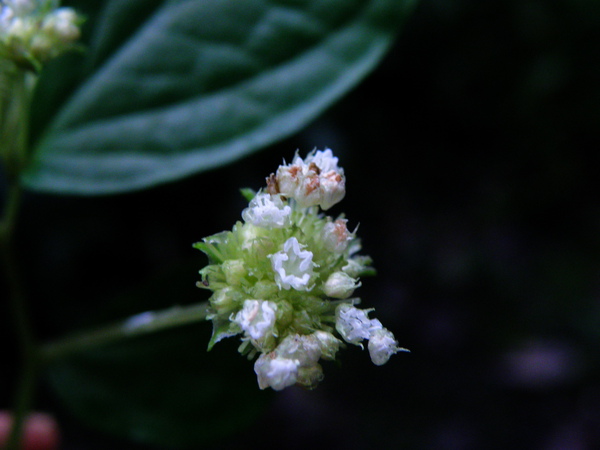 18-02糙梗樓梯草雄花藥.JPG 18-02糙梗樓梯草雄花藥.JPG