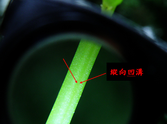 18-03糙梗樓梯草莖上有溝.bmp 18-03糙梗樓梯草莖上有溝.bmp