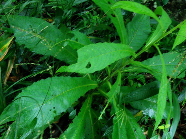 23-01薄葉艾納香.JPG 23-01薄葉艾納香.JPG