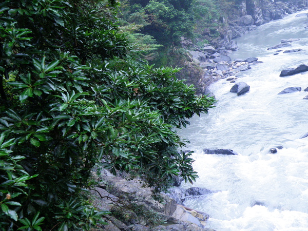 25-01大葉楠溪谷植物.JPG 25-01大葉楠溪谷植物.JPG