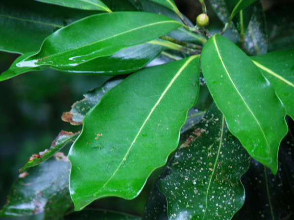 25-02大葉楠.JPG 25-02大葉楠.JPG