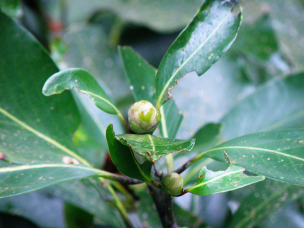 25-03大葉楠.JPG 25-03大葉楠.JPG