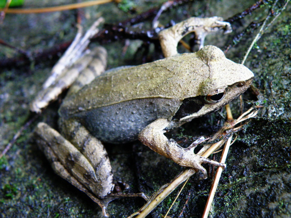 26-01梭德氏赤蛙.JPG 26-01梭德氏赤蛙.JPG