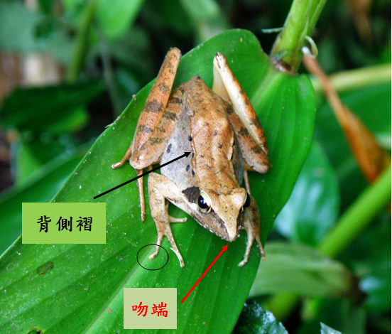 27-02長腳赤蛙.bmp 27-02長腳赤蛙.bmp