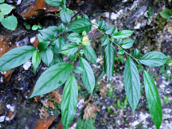 28-01桶鉤藤.JPG 28-01桶鉤藤.JPG