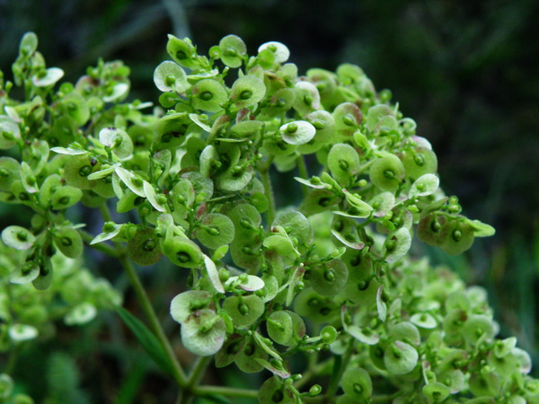 30-02敗醬.JPG 30-02敗醬.JPG