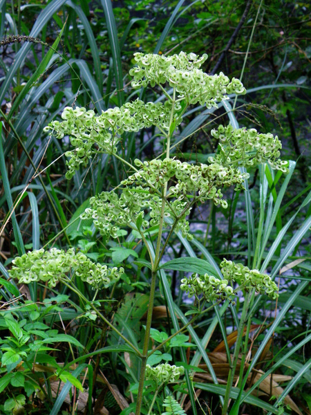 30-03敗醬.JPG 30-03敗醬.JPG