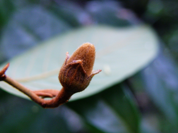 31-02瓜馥木花苞.JPG 31-02瓜馥木花苞.JPG
