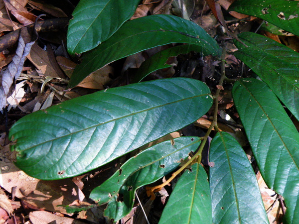 33-01瓜馥木 (4).JPG 33-01瓜馥木 (4).JPG