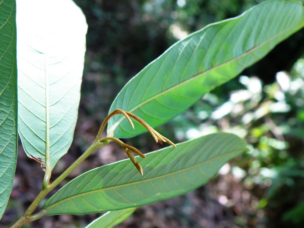 33-02瓜馥木嫩芽.JPG 33-02瓜馥木嫩芽.JPG