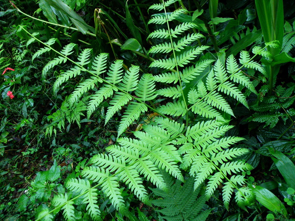 34-01瓦氏鳳尾蕨.JPG 34-01瓦氏鳳尾蕨.JPG