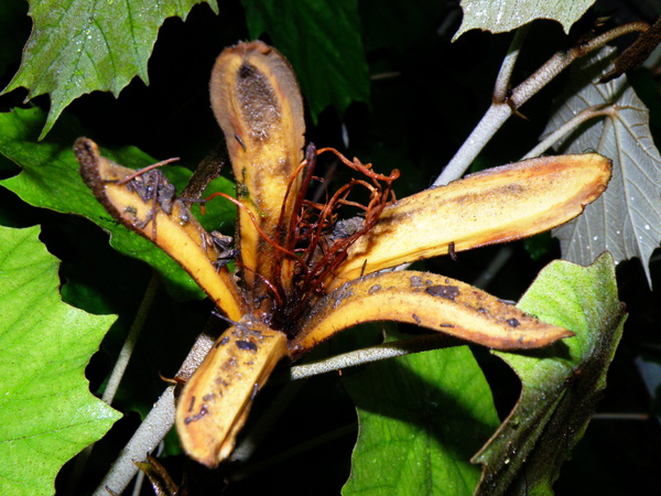 02-02槭葉翅子木.JPG 02-02槭葉翅子木.JPG