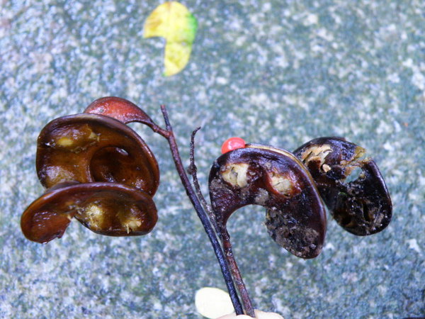 03-01小實孔雀豆.JPG 03-01小實孔雀豆.JPG