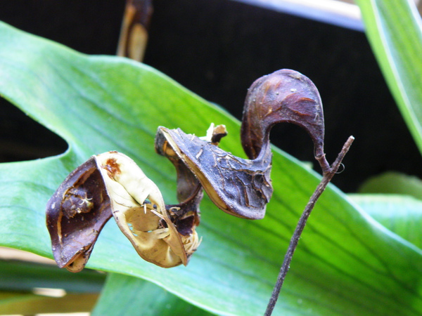 03-03小實孔雀豆.JPG 03-03小實孔雀豆.JPG