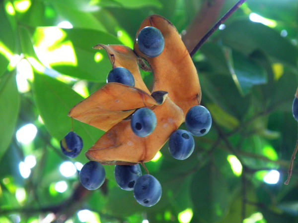 03-04頜垂豆果.JPG 03-04頜垂豆果.JPG