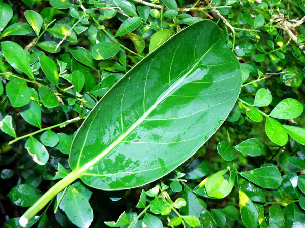 07-02闊葉榕腋下2果果痕.JPG 07-02闊葉榕腋下2果果痕.JPG