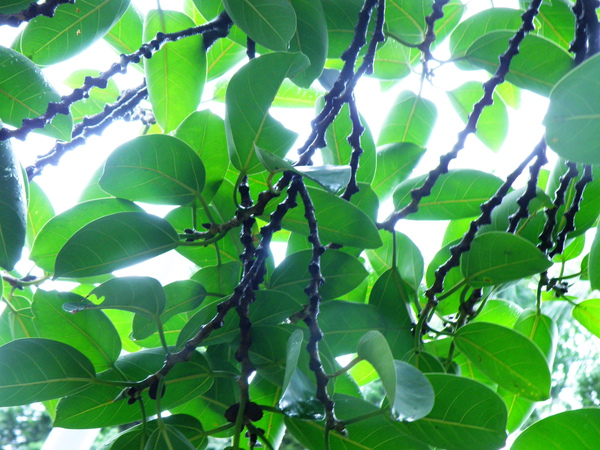 07-03闊葉榕腋下2果果痕.JPG 07-03闊葉榕腋下2果果痕.JPG