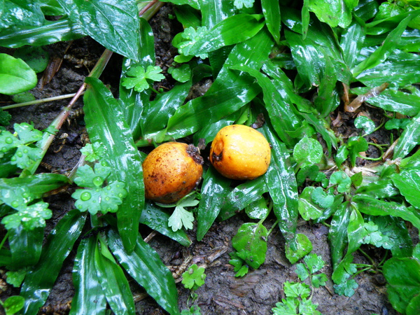 07-04闊葉榕腋下2果果痕.JPG 07-04闊葉榕腋下2果果痕.JPG