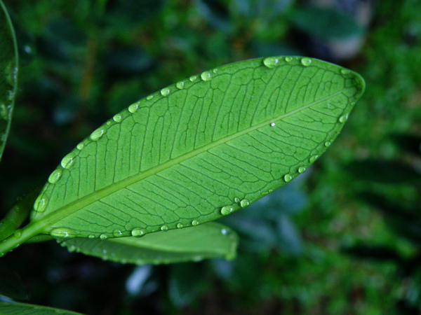 08-01綠島榕葉背泌水線.JPG 08-01綠島榕葉背泌水線.JPG
