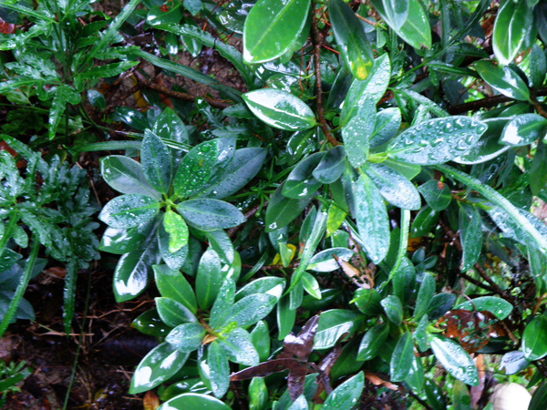 08-02綠島榕葉背泌水線.JPG 08-02綠島榕葉背泌水線.JPG