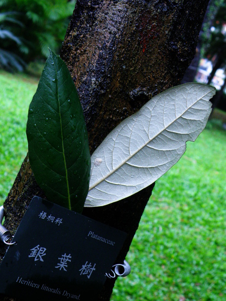 09-02銀葉樹.JPG 09-02銀葉樹.JPG