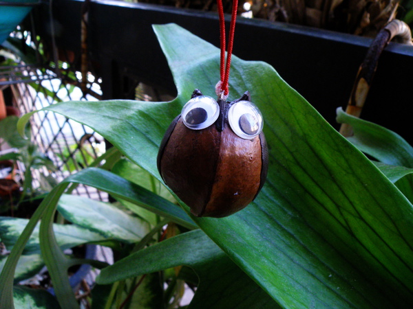 09-03銀葉樹.JPG 09-03銀葉樹.JPG