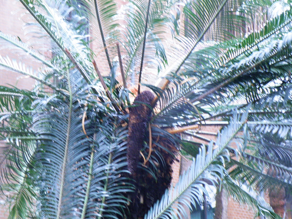 10-02台東蘇鐵公株.JPG 10-02台東蘇鐵公株.JPG