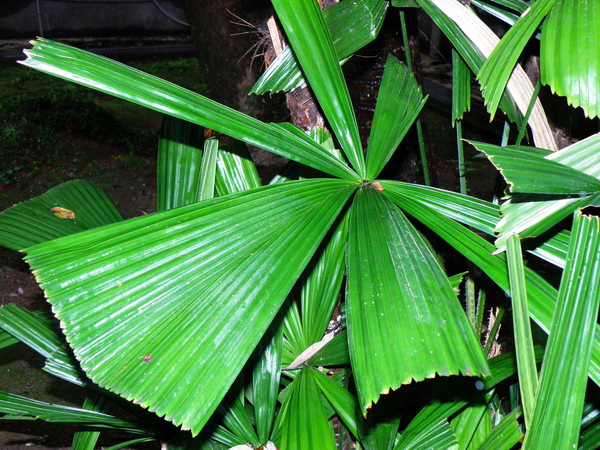 12-01刺軸櫚大小葉有刺.JPG 12-01刺軸櫚大小葉有刺.JPG