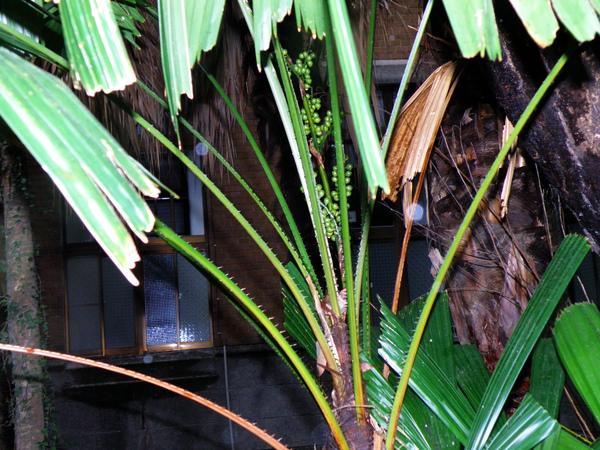 12-02刺軸櫚大小葉有刺.JPG 12-02刺軸櫚大小葉有刺.JPG