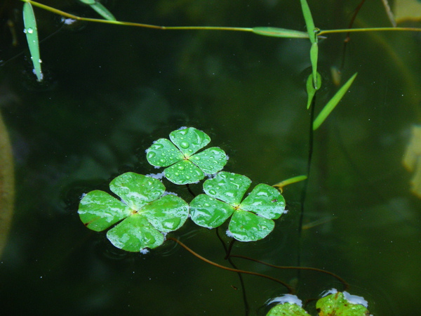 15-01田字草.JPG 15-01田字草.JPG