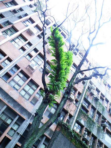 16-02槲蕨.JPG 16-02槲蕨.JPG