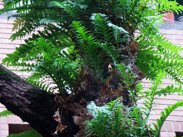 16-04槲蕨.JPG 16-04槲蕨.JPG