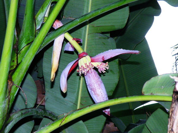 20-01香蕉花.JPG 20-01香蕉花.JPG