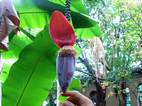 20-02香蕉花.JPG 20-02香蕉花.JPG