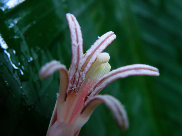 20-03香蕉花.JPG 20-03香蕉花.JPG