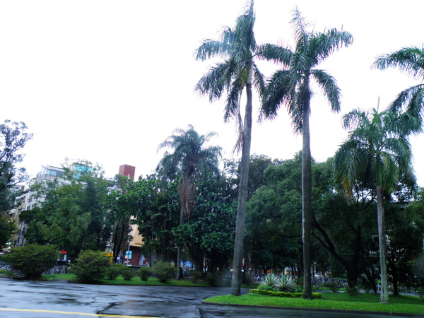 23-02大王椰子vs.女王椰子.JPG 23-02大王椰子vs.女王椰子.JPG