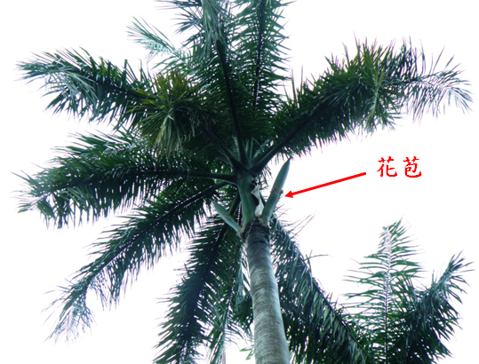 大王椰子1 .bmp 大王椰子1 .bmp