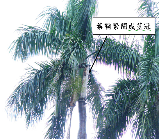 大王椰子2.bmp 大王椰子2.bmp