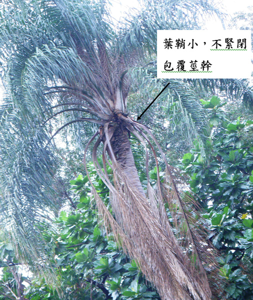 女王椰子.bmp 女王椰子.bmp