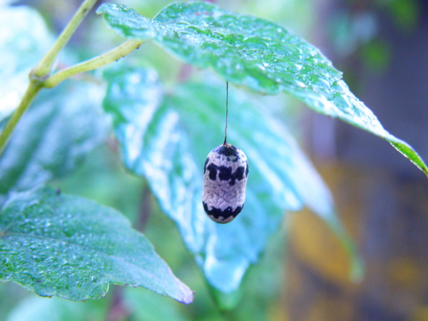02-01懸繭姬蜂筒繭.JPG 02-01懸繭姬蜂筒繭.JPG