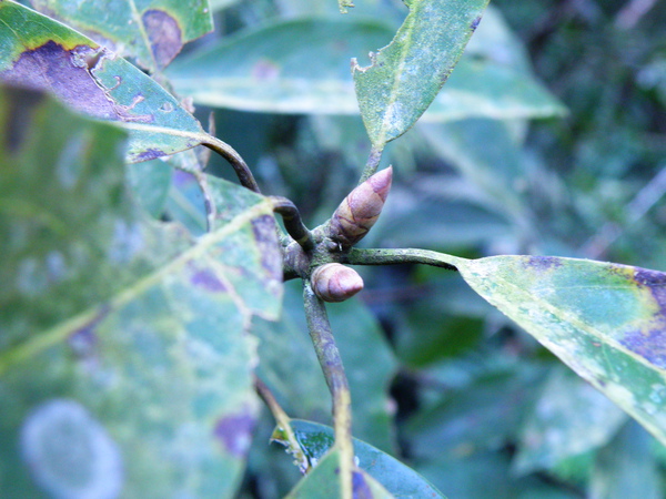 05-02大葉釣樟樟科葉芽苞大.JPG 05-02大葉釣樟樟科葉芽苞大.JPG