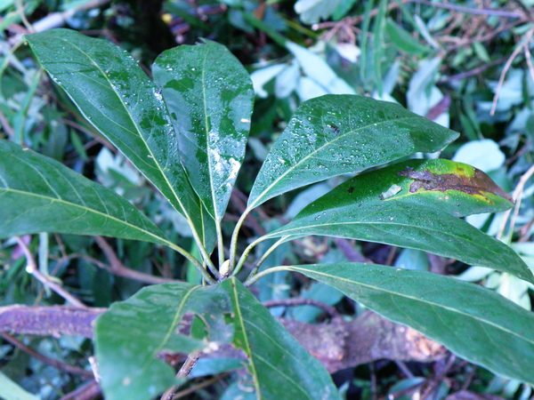 05-03大葉釣樟樟科葉大叢生枝頂.JPG 05-03大葉釣樟樟科葉大叢生枝頂.JPG