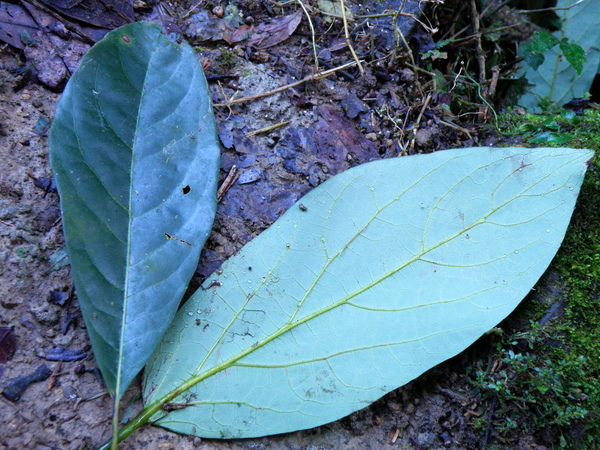 05-04大葉釣樟樟科葉背粉綠.JPG 05-04大葉釣樟樟科葉背粉綠.JPG