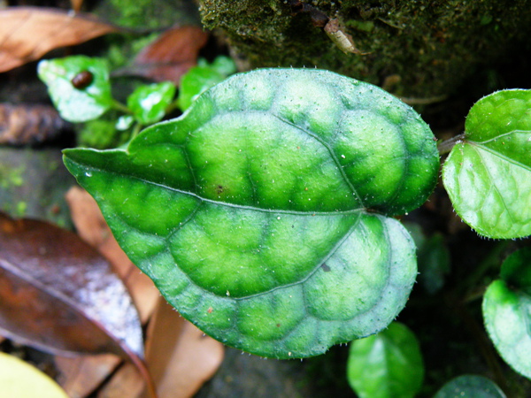 06-01風藤胡椒科大心包小心.JPG 06-01風藤胡椒科大心包小心.JPG