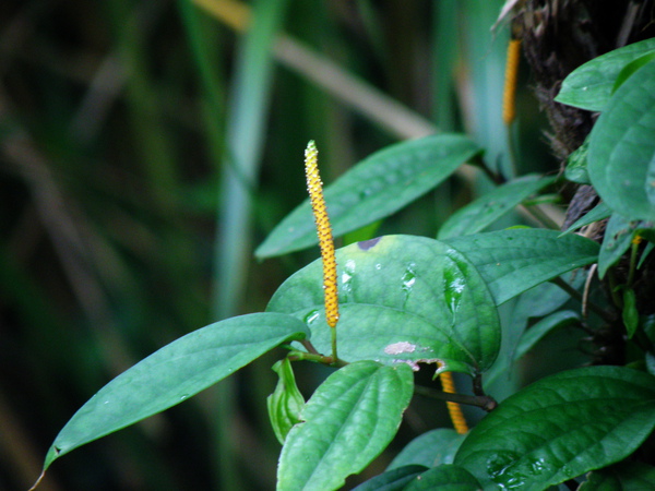 06-02風藤的花0613大屯山.JPG 06-02風藤的花0613大屯山.JPG