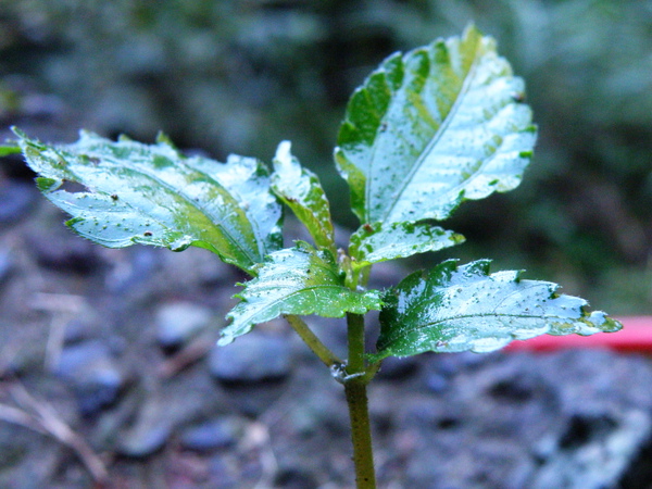 08-01短角冷水麻單葉對生一大一小.JPG 08-01短角冷水麻單葉對生一大一小.JPG
