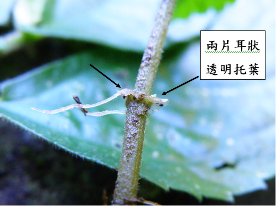 08-02短角冷水麻兩片耳狀透明托葉.bmp 08-02短角冷水麻兩片耳狀透明托葉.bmp