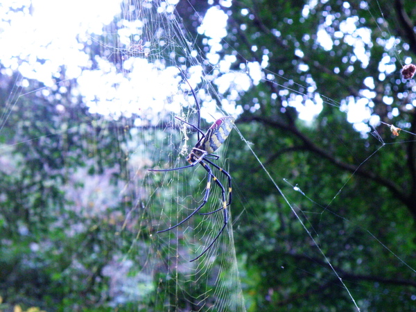 09-01橫帶人面蜘蛛(雌).JPG 09-01橫帶人面蜘蛛(雌).JPG